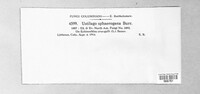 Ustilago sphaerogena image